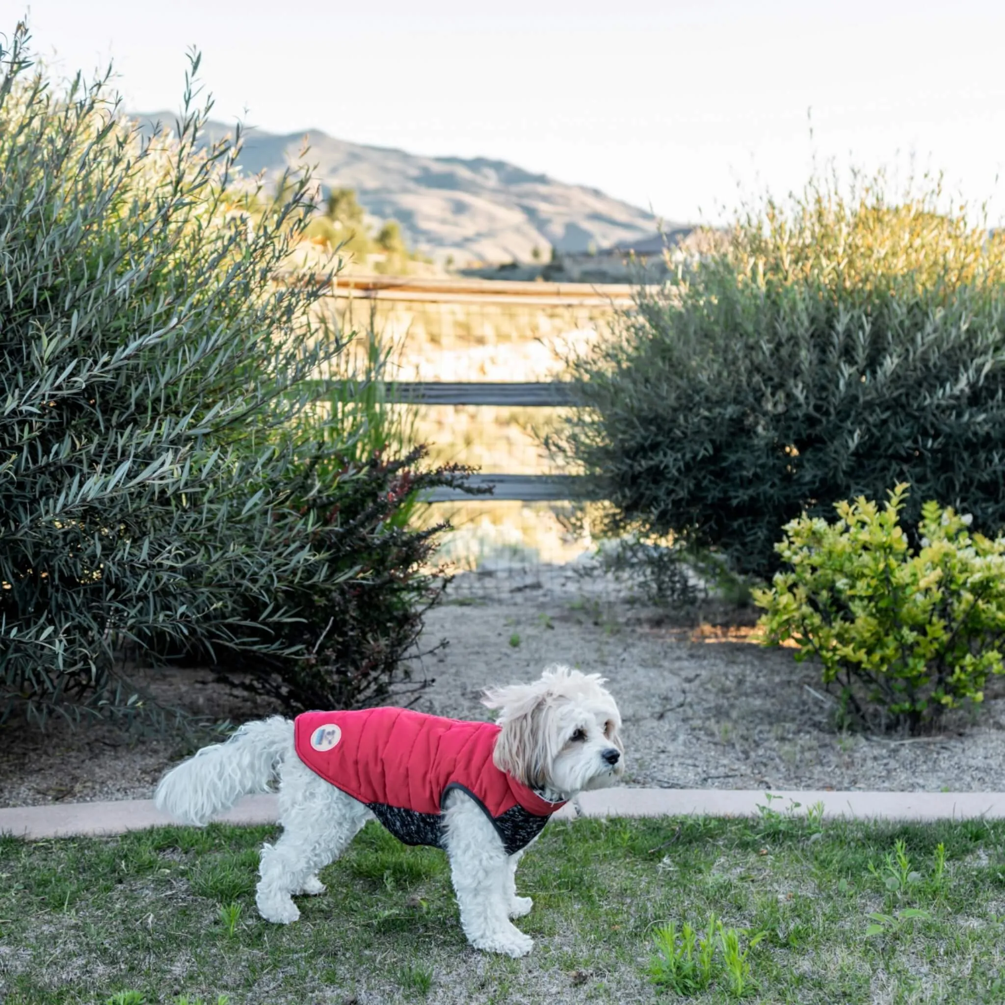 Cheshire Step-In Dog Coat