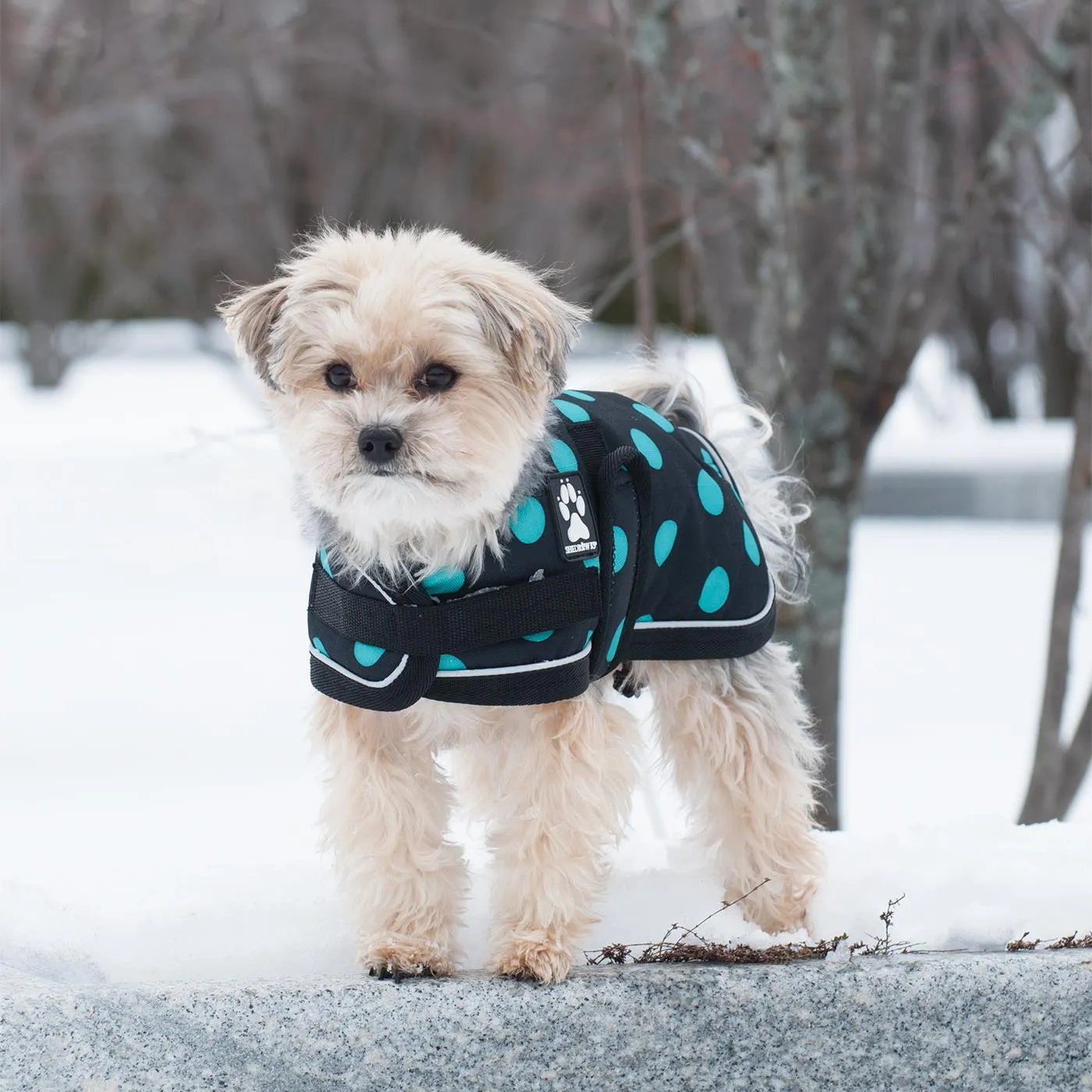 Shedrow K9 Glacier Dog Coat - Black with Teal Polka Dots (small) SALE